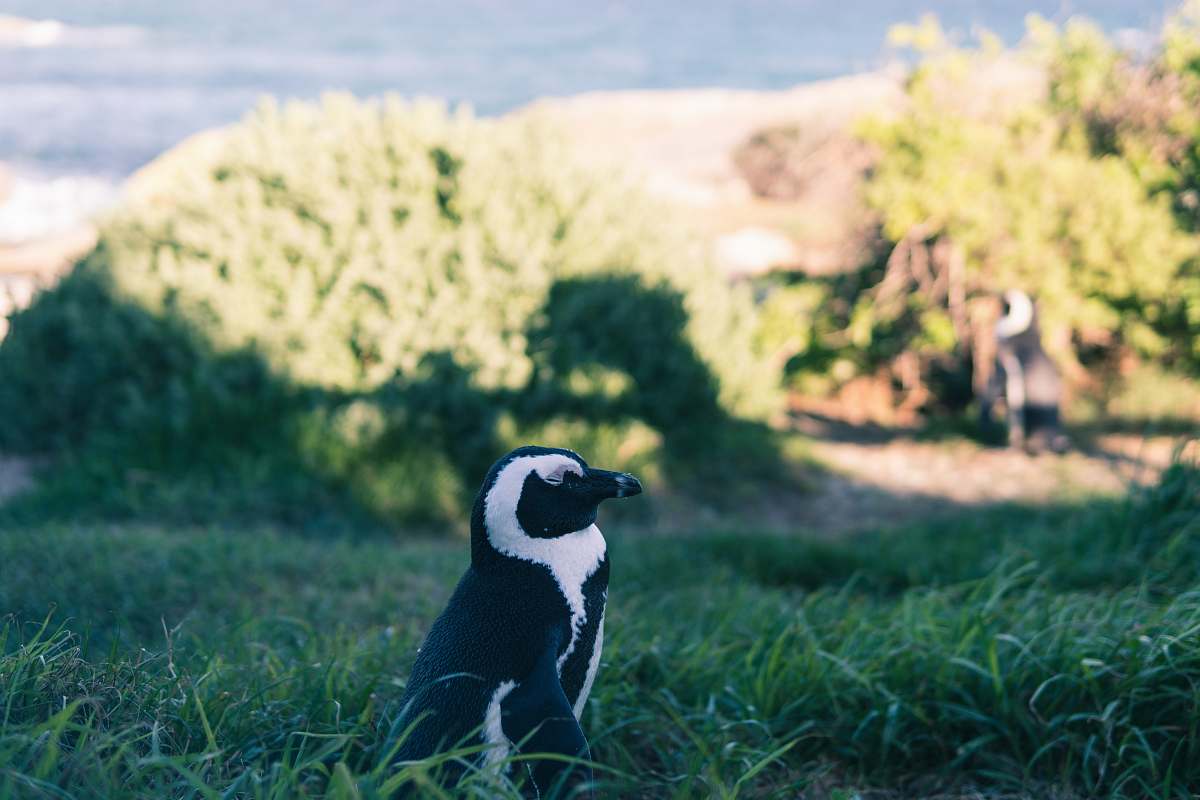 south africa gray and black penguin on green grass penguin